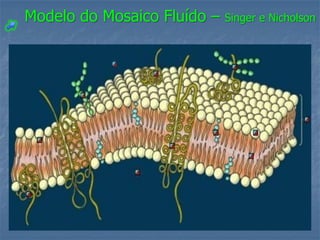 Modelo do Mosaico Fluído –   Singer e Nicholson
 
