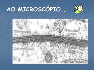 AO MICROSCÓPIO...
 