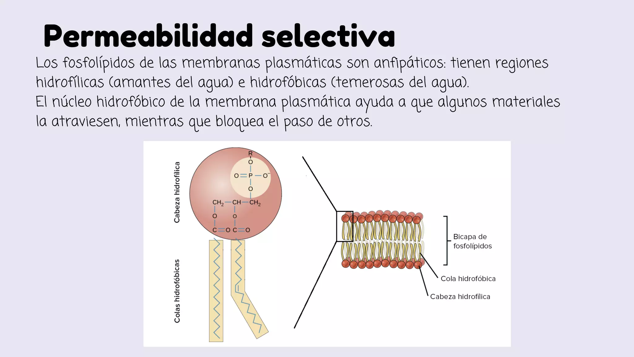 Selectiva MEMBRANA CELULAR Y TRANSPORTE.pdf