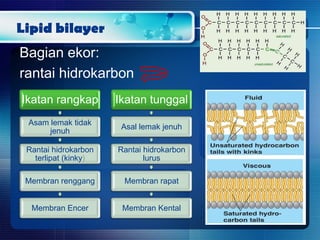 Lipid bilayer
Bagian ekor:
rantai hidrokarbon
Ikatan rangkap
Asam lemak tidak
jenuh
Rantai hidrokarbon
terlipat (kinky)
Membran renggang
Membran Encer
Ikatan tunggal
Asal lemak jenuh
Rantai hidrokarbon
lurus
Membran rapat
Membran Kental
 