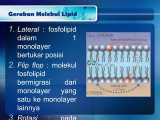 Gerakan Molekul Lipid
1. Lateral : fosfolipid
dalam 1
monolayer
bertukar posisi
2. Flip flop : molekul
fosfolipid
bermigrasi dari
monolayer yang
satu ke monolayer
lainnya
 