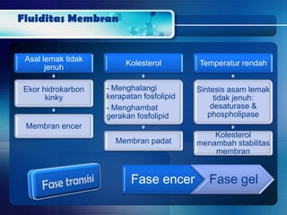 Fluiditas Membran
Asal lemak tidak
jenuh
Ekor hidrokarbon
kinky
Membran encer
Kolesterol
- Menghalangi
kerapatan fosfolipid
- Menghambat
gerakan fosfolipid
Membran padat
Temperatur rendah
Sintesis asam lemak
tidak jenuh:
desaturase &
phospholipase
Kolesterol
menambah stabilitas
membran
Fase encer Fase gel
 