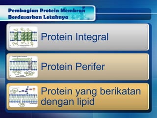 Pembagian Protein Membran
Berdasarkan Letaknya
Protein Integral
Protein Perifer
Protein yang berikatan
dengan lipid
 