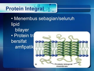 Protein Integral
• Menembus sebagian/seluruh
lipid
bilayer
• Protein transmembran:
bersifat
amfipatik
 