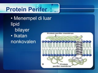 Protein Perifer
• Menempel di luar
lipid
bilayer
• Ikatan
nonkovalen
 