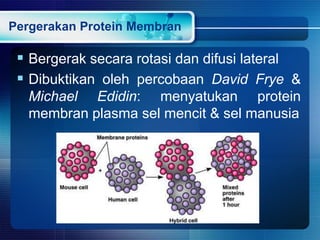 Pergerakan Protein Membran
 Bergerak secara rotasi dan difusi lateral
 Dibuktikan oleh percobaan David Frye &
Michael Edidin: menyatukan protein
membran plasma sel mencit & sel manusia
 