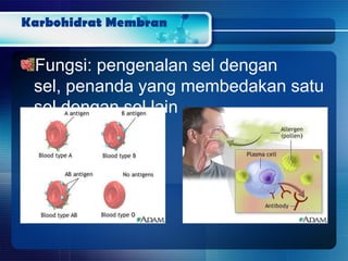 Karbohidrat Membran
Fungsi: pengenalan sel dengan
sel, penanda yang membedakan satu
sel dengan sel lain
 