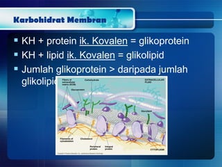 Karbohidrat Membran
 KH + protein ik. Kovalen = glikoprotein
 KH + lipid ik. Kovalen = glikolipid
 Jumlah glikoprotein > daripada jumlah
glikolipid
 