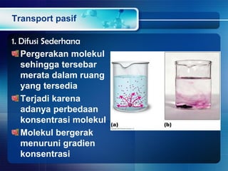 Transport pasif
1. Difusi Sederhana
Pergerakan molekul
sehingga tersebar
merata dalam ruang
yang tersedia
Terjadi karena
adanya perbedaan
konsentrasi molekul
Molekul bergerak
menuruni gradien
konsentrasi
 