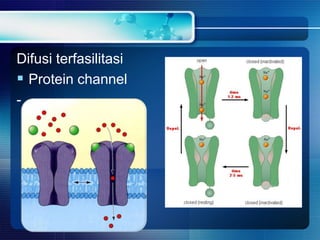 Difusi terfasilitasi
 Protein channel
-
 
