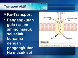 Transport Aktif
 Ko-Transport
• Pengangkutan
gula / asam
amino masuk
sel selalu
bersama
dengan
pengangkutan
Na masuk sel
 