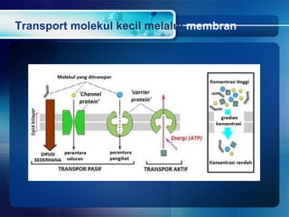 Transport molekul kecil melalui membran
 