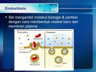 Endositosis
 Sel mengambil molekul biologis & partikel
dengan cara membentuk vesikel baru dari
membran plasma
 
