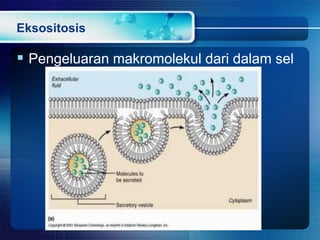 Eksositosis
 Pengeluaran makromolekul dari dalam sel
 