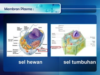 Membran Plasma :
sel hewan sel tumbuhan
 