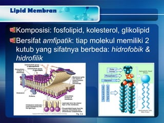 Lipid Membran
Komposisi: fosfolipid, kolesterol, glikolipid
Bersifat amfipatik: tiap molekul memiliki 2
kutub yang sifatnya berbeda: hidrofobik &
hidrofilik
 