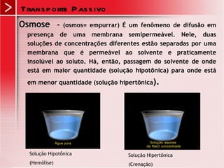 Trans p orte P as s ivo
Osmose -        (osmos= empurrar) É um fenômeno de difusão em
 presença de uma membrana semipermeável. Nele, duas
 soluções de concentrações diferentes estão separadas por uma
 membrana que é permeável ao solvente e praticamente
 insolúvel ao soluto. Há, então, passagem do solvente de onde
 está em maior quantidade (solução hipotônica) para onde está
 em menor quantidade (solução hipertônica).




  Solução Hipotônica               Solução Hipertônica
  (Hemólise)                       (Crenação)
 