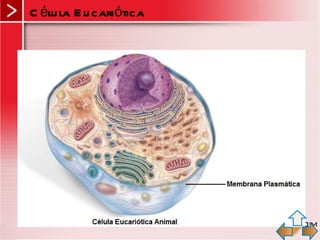 C élu la E u cariótica
 