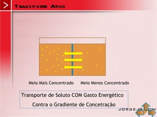 Trans p orte Ativo




     Meio Mais Concentrado   Meio Menos Concentrado

  Transporte de Soluto COM Gasto Energético
      Contra o Gradiente de Concetração
 