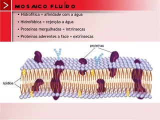 M O S AIC O F LU ÍD O
• Hidrofílica = afinidade com a água
• Hidrofóbica = rejeição a água
• Proteínas mergulhadas = intrínsecas
• Proteínas aderentes a face = extrínsecas
 