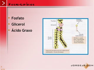 F os fo-Lip íd ios


           Fosfato
           Glicerol
           Ácido Graxo




4
xx/xx
 