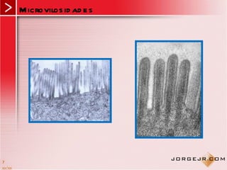 M icrovilos id ad e s




7
xx/xx
 