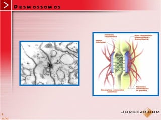 D e s m os s om os




8
xx/xx
 