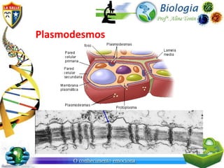 Plasmodesmos
 