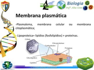 Membrana plasmática
-Plasmalema, membrana             celular    ou     membrana
citoplasmática;

- Lipoproteica= lipídios (fosfolipídios) + proteínas.
 