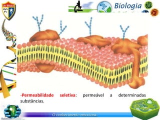 -Permeabilidade   seletiva:   permeável   a   determinadas
substâncias.
 