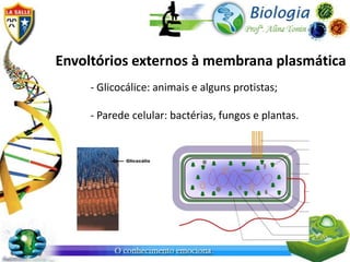 Envoltórios externos à membrana plasmática
     - Glicocálice: animais e alguns protistas;

     - Parede celular: bactérias, fungos e plantas.
 