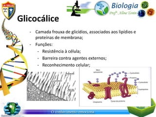 Glicocálice
   - Camada frouxa de glicídios, associados aos lipídios e
     proteínas de membrana;
   - Funções:
      - Resistência à célula;
      - Barreira contra agentes externos;
      - Reconhecimento celular;
 