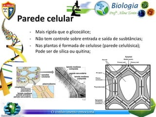 Parede celular
   - Mais rígida que o glicocálice;
   - Não tem controle sobre entrada e saída de susbtâncias;
   - Nas plantas é formada de celulose (parede celulósica);
     Pode ser de sílica ou quitina;
 
