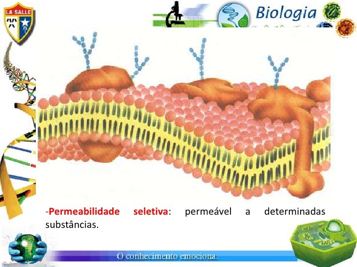 Como Ocorre A Permeabilidade Seletiva Da Membrana Plasmática? – EWIIL