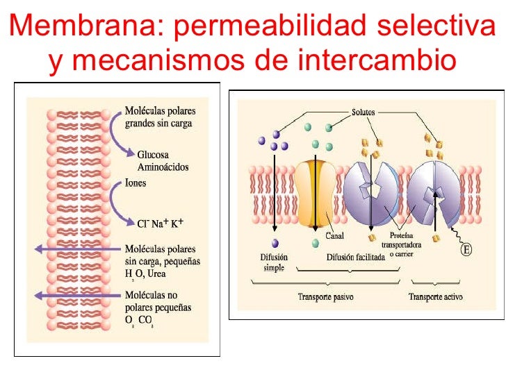 Membrana