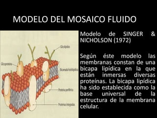 MODELO DEL MOSAICO FLUIDO
Modelo de SINGER &
NICHOLSON (1972)
Según éste modelo las
membranas constan de una
bicapa lipídica en la que
están inmersas diversas
proteínas. La bicapa lipídica
ha sido establecida como la
base universal de la
estructura de la membrana
celular.
 