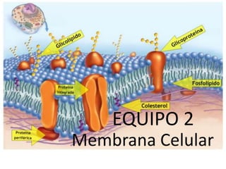 EQUIPO 2
Membrana Celular
 