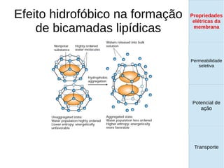 Efeito hidrofóbico na formação
de bicamadas lipídicas
Propriedades
elétricas da
membrana
Permeabilidade
seletiva
Transporte
Equilíbrio de
Donnan
Propriedades
elétricas da
membrana
Permeabilidade
seletiva
Equilíbrio de
Donnan
Potencial de
ação
Transporte
Propriedades
elétricas da
membrana
Permeabilidade
seletiva
Potencial de
ação
Transporte
Propriedades
elétricas da
membrana
 