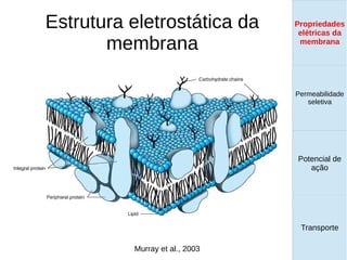 Estrutura eletrostática da
membrana
Propriedades
elétricas da
membrana
Permeabilidade
seletiva
Transporte
Equilíbrio de
Donnan
Murray et al., 2003
Propriedades
elétricas da
membrana
Permeabilidade
seletiva
Equilíbrio de
Donnan
Potencial de
ação
Transporte
Propriedades
elétricas da
membrana
Permeabilidade
seletiva
Potencial de
ação
Transporte
Propriedades
elétricas da
membrana
 