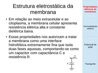 Estrutura eletrostática da
membrana
● Em relação ao meio extracelular e ao
citoplasma, a membrana celular apresenta
resistência elétrica alta e constante
dielétrica baixa.
● Essas propriedades nos autorizam a tratar
a membrana como uma interface
hidrofóbica extremamente fina que isola
duas fases aquosas, comportando-se como
um capacitor com capacitância C e
resistência R.
Propriedades
elétricas da
membrana
Permeabilidade
seletiva
Transporte
Equilíbrio de
Donnan
Propriedades
elétricas da
membrana
Permeabilidade
seletiva
Equilíbrio de
Donnan
Potencial de
ação
Transporte
Propriedades
elétricas da
membrana
Permeabilidade
seletiva
Potencial de
ação
Transporte
Propriedades
elétricas da
membrana
 