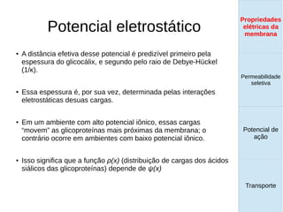 Potencial eletrostático
Propriedades
elétricas da
membrana
Permeabilidade
seletiva
Transporte
Equilíbrio de
Donnan
● A distância efetiva desse potencial é predizível primeiro pela
espessura do glicocálix, e segundo pelo raio de Debye-Hückel
(1/κ).
● Essa espessura é, por sua vez, determinada pelas interações
eletrostáticas desuas cargas.
● Em um ambiente com alto potencial iônico, essas cargas
“movem” as glicoproteínas mais próximas da membrana; o
contrário ocorre em ambientes com baixo potencial iônico.
● Isso significa que a função ρ(x) (distribuição de cargas dos ácidos
siálicos das glicoproteínas) depende de ψ(x)
Propriedades
elétricas da
membrana
Permeabilidade
seletiva
Equilíbrio de
Donnan
Potencial de
ação
Transporte
Propriedades
elétricas da
membrana
Permeabilidade
seletiva
Potencial de
ação
Transporte
Propriedades
elétricas da
membrana
 