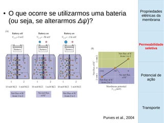 Propriedades
elétricas da
membrana
Permeabilidade
seletiva
Transporte
Equilíbrio de
Donnan
● O que ocorre se utilizarmos uma bateria
(ou seja, se alterarmos Δψ)?
Purves et al., 2004
Propriedades
elétricas da
membrana
Permeabilidade
seletiva
Equilíbrio de
Donnan
Potencial de
ação
Transporte
Propriedades
elétricas da
membrana
Permeabilidade
seletiva
Potencial de
ação
Transporte
Permeabilidade
seletiva
 