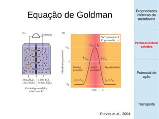 Equação de Goldman
Propriedades
elétricas da
membrana
Permeabilidade
seletiva
Transporte
Equilíbrio de
Donnan
Purves et al., 2004
Propriedades
elétricas da
membrana
Permeabilidade
seletiva
Equilíbrio de
Donnan
Potencial de
ação
Transporte
Propriedades
elétricas da
membrana
Permeabilidade
seletiva
Potencial de
ação
Transporte
Permeabilidade
seletiva
 