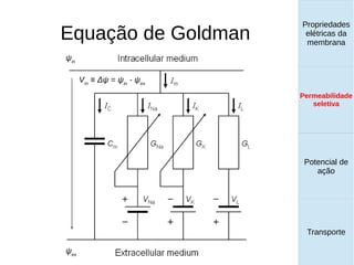 Equação de Goldman
Propriedades
elétricas da
membrana
Permeabilidade
seletiva
Equilíbrio de
Donnan
Potencial de
ação
Transporte
Propriedades
elétricas da
membrana
Permeabilidade
seletiva
Potencial de
ação
Transporte
Permeabilidade
seletiva
Vm
≡ Δψ = ψin
- ψex
ψin
ψex
 