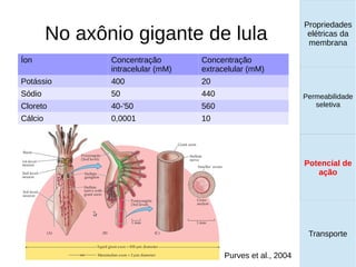 No axônio gigante de lula
Propriedades
elétricas da
membrana
Permeabilidade
seletiva
Transporte
Equilíbrio de
Donnan
Íon Concentração
intracelular (mM)
Concentração
extracelular (mM)
Potássio 400 20
Sódio 50 440
Cloreto 40-'50 560
Cálcio 0,0001 10
Purves et al., 2004
Propriedades
elétricas da
membrana
Permeabilidade
seletiva
Equilíbrio de
Donnan
Potencial de
ação
Transporte
Propriedades
elétricas da
membrana
Permeabilidade
seletiva
Potencial de
ação
Transporte
 