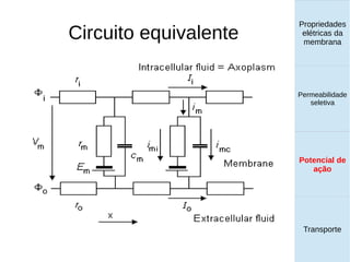 Circuito equivalente
Propriedades
elétricas da
membrana
Permeabilidade
seletiva
Potencial de
ação
Transporte
 