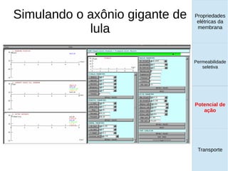 Simulando o axônio gigante de
lula
Propriedades
elétricas da
membrana
Permeabilidade
seletiva
Transporte
Equilíbrio de
Donnan
Propriedades
elétricas da
membrana
Permeabilidade
seletiva
Equilíbrio de
Donnan
Potencial de
ação
Transporte
Propriedades
elétricas da
membrana
Permeabilidade
seletiva
Potencial de
ação
Transporte
Potencial de
ação
 