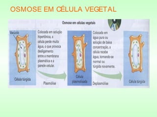 OSMOSE EM CÉLULA VEGETAL
 