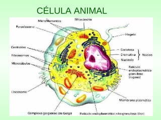 CÉLULA ANIMAL
 
