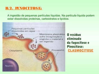 B.2. PINOCITOSE:
A ingestão de pequenas partículas líquidas. Na partícula líquida podem
estar dissolvidas proteínas, carboidratos e lipídios.
O resíduo
eliminado
da fagocitose e
Pinocitose:
CLASMOCITOSE
 